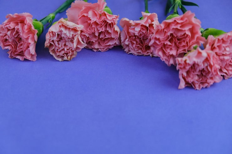 wholesale carnations
