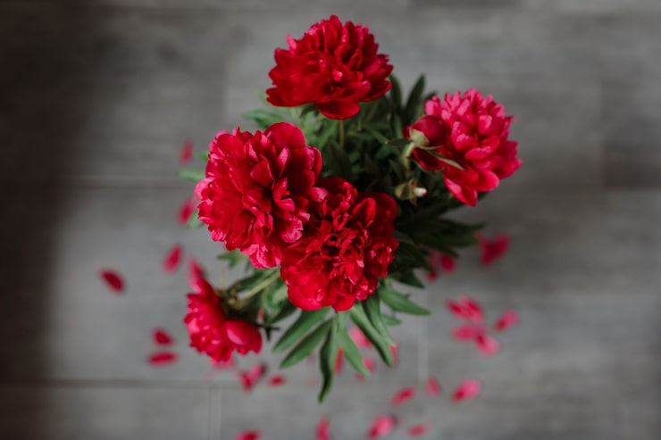 wholesale carnations