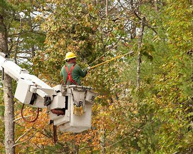 large tree removal