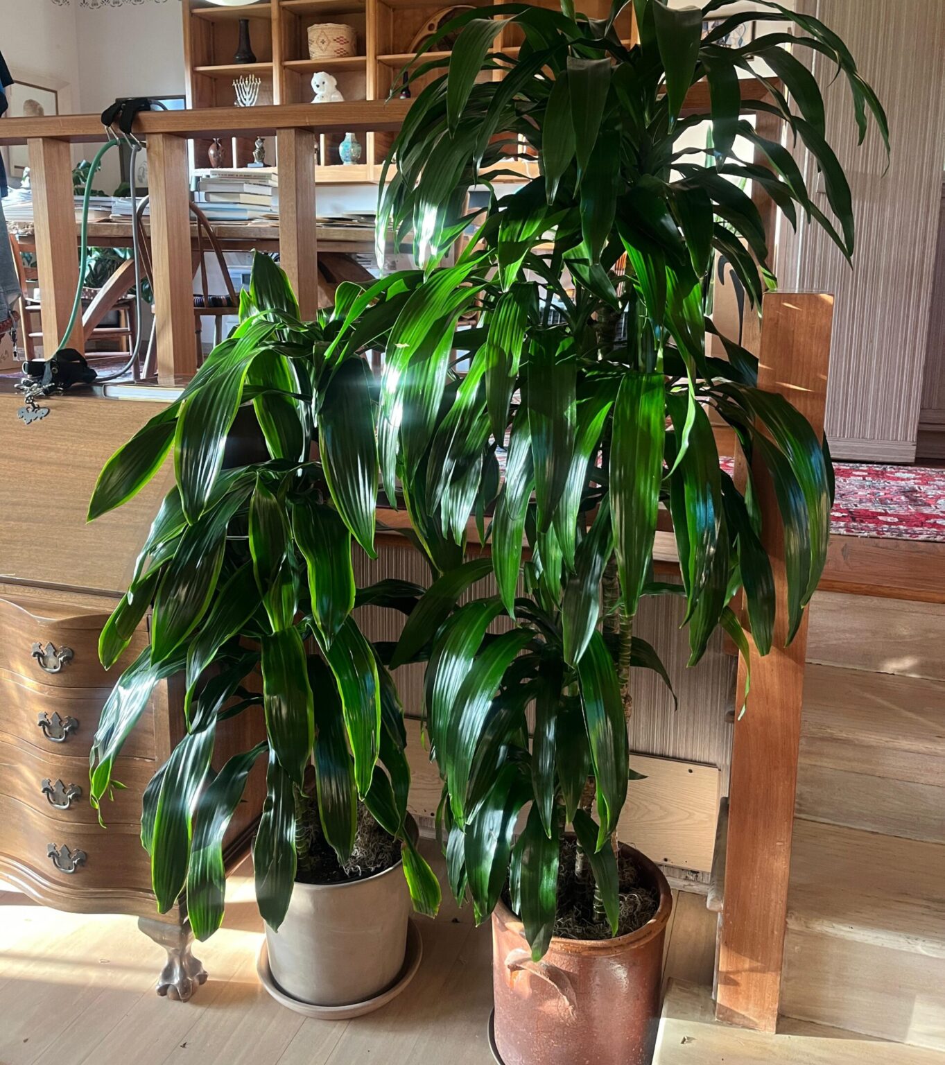 indoor plant care