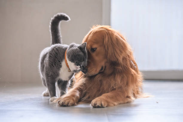 pet boarding